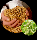 Rhizobium (Bradyrhizobium Japonicum) Inoculante para soja